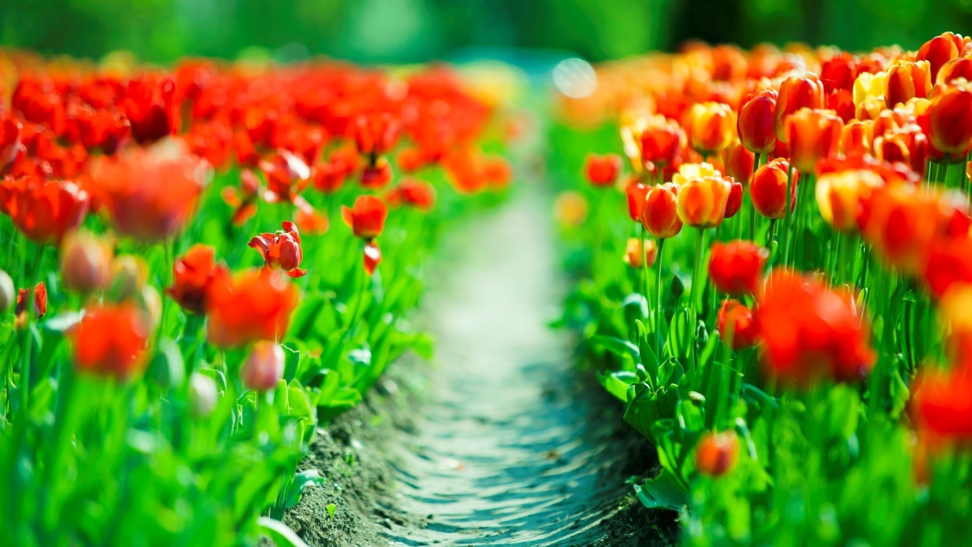 Фото бесплатно цветы, тюльпаны, поляна