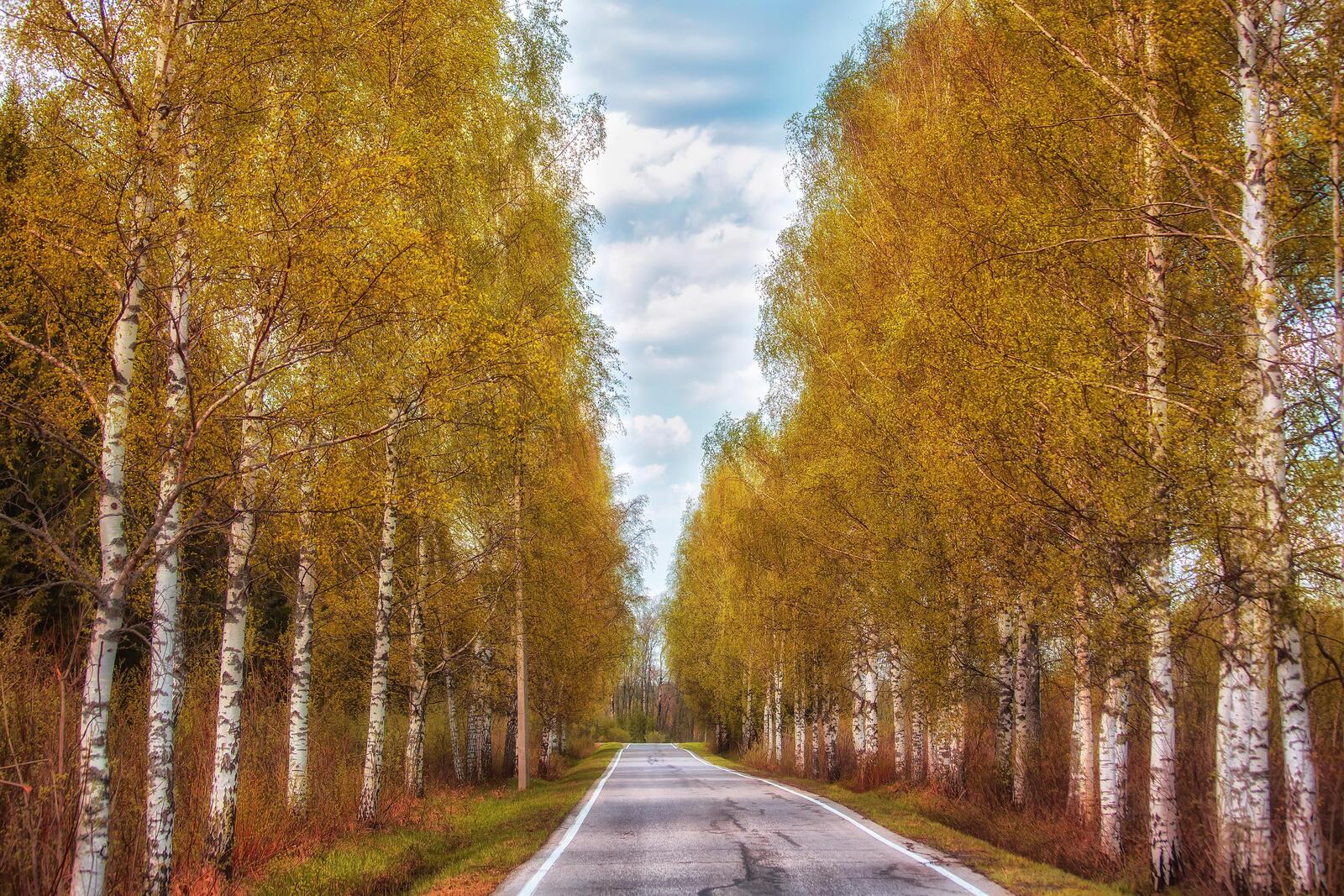 Wallpapers birches paved road landscapes on the desktop