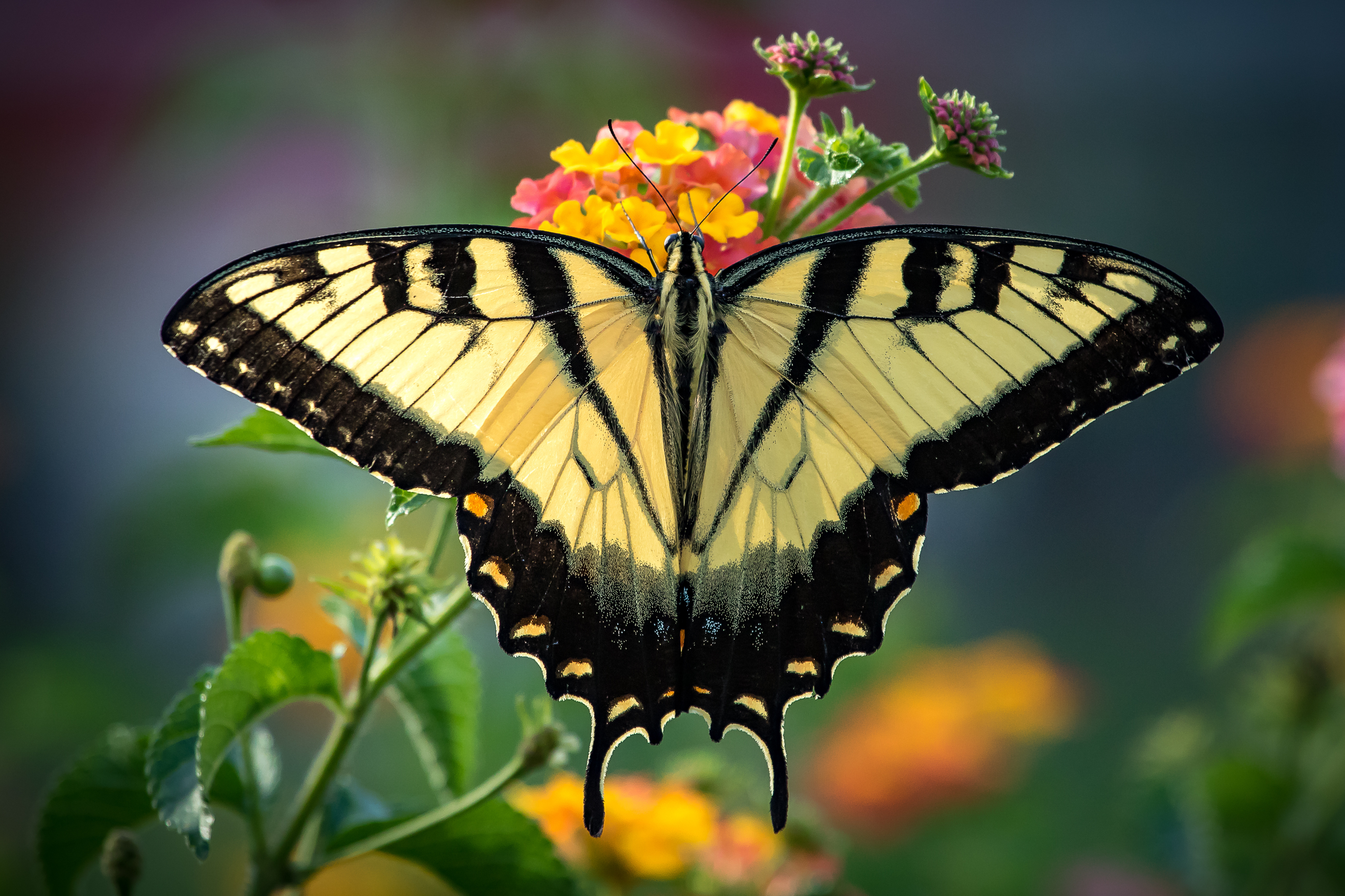 桌面上的壁纸蝴蝶 俯视图 花上蝴蝶