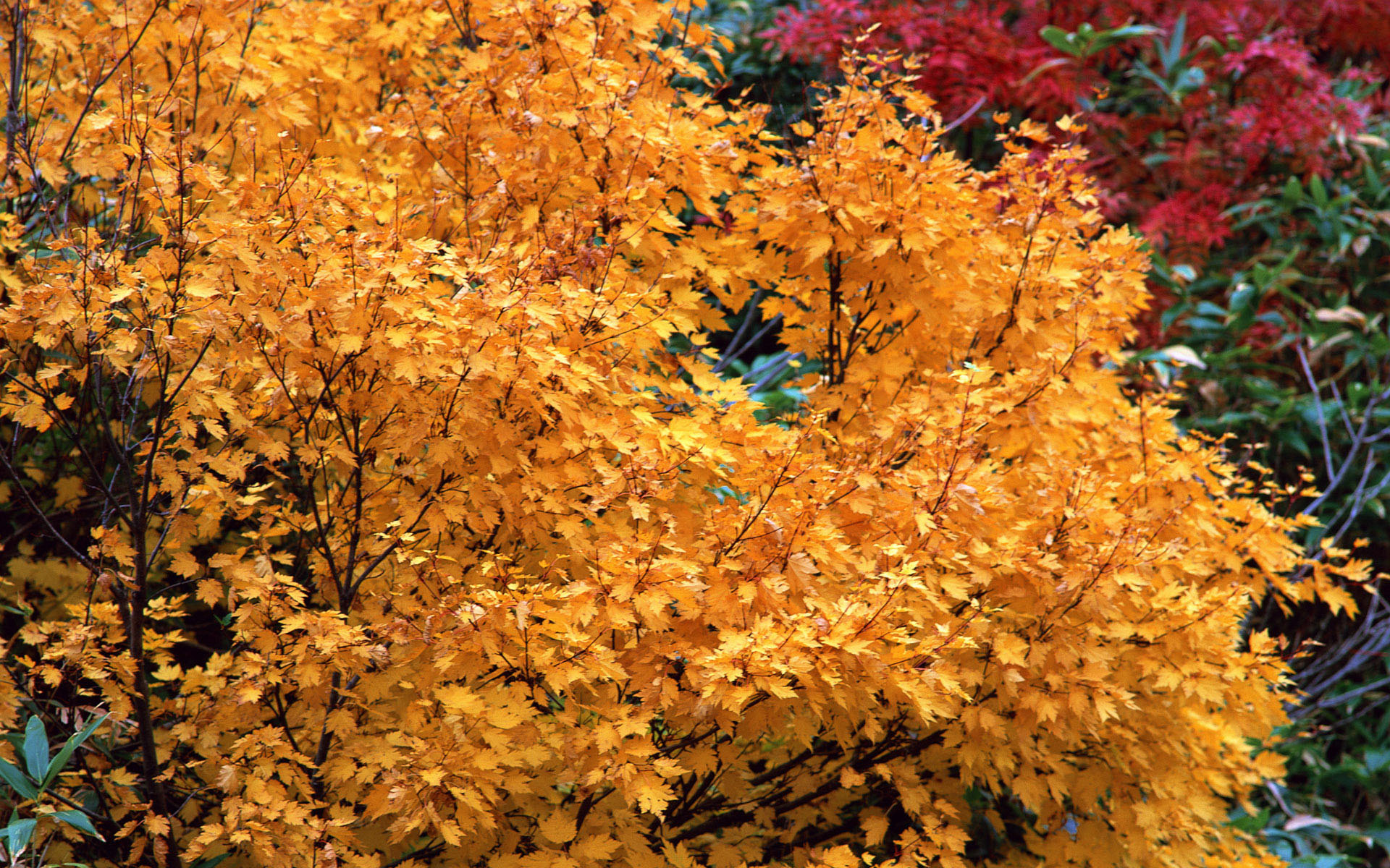 Обои разноцветные осень деревья на рабочий стол