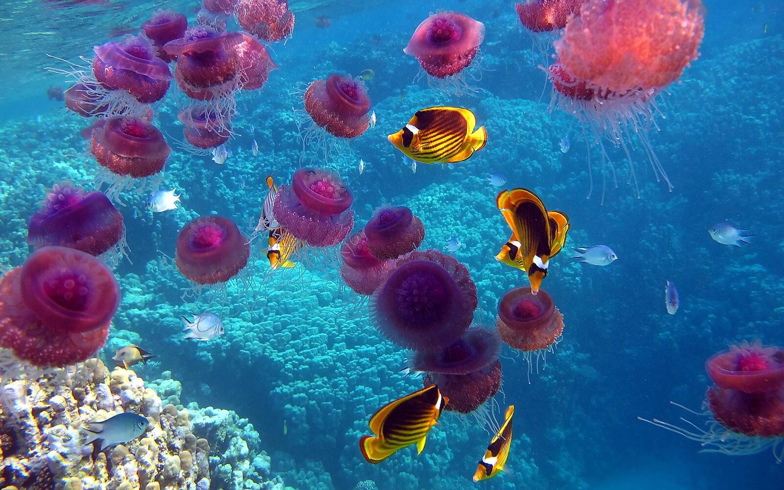 Обои рыбы медузы кораллы на рабочий стол