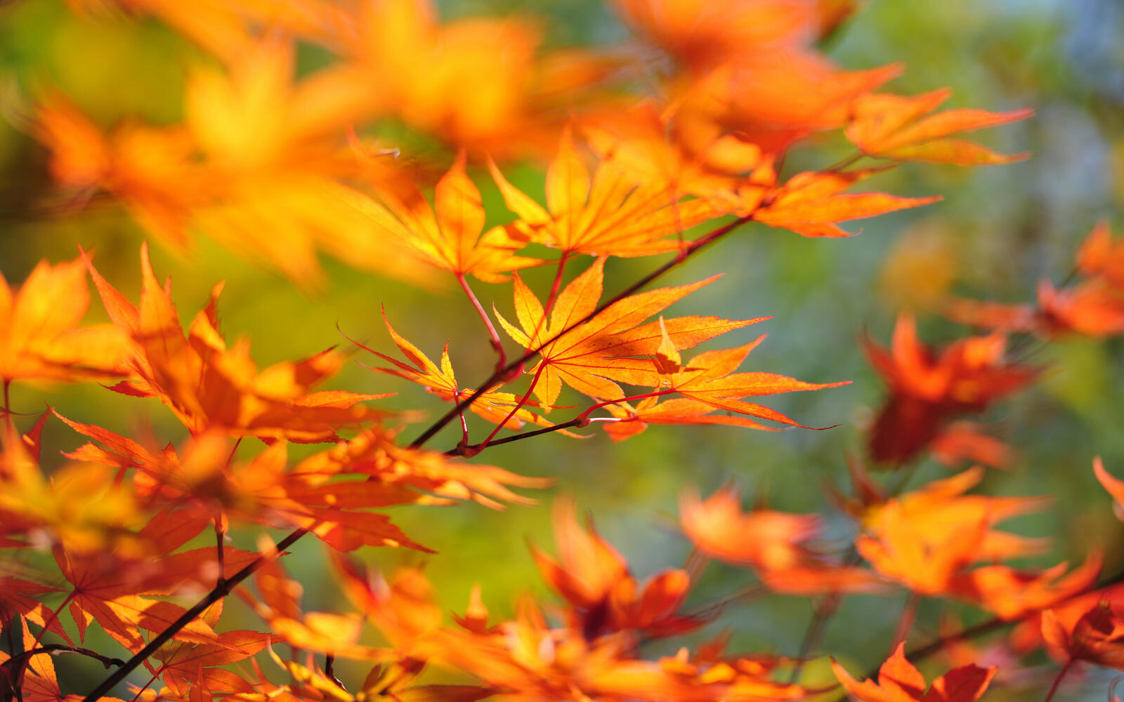 Wallpapers branches leaves orange on the desktop