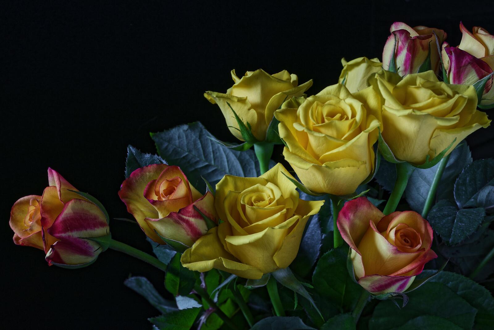 Wallpapers roses yellow roses bouquet of roses on the desktop
