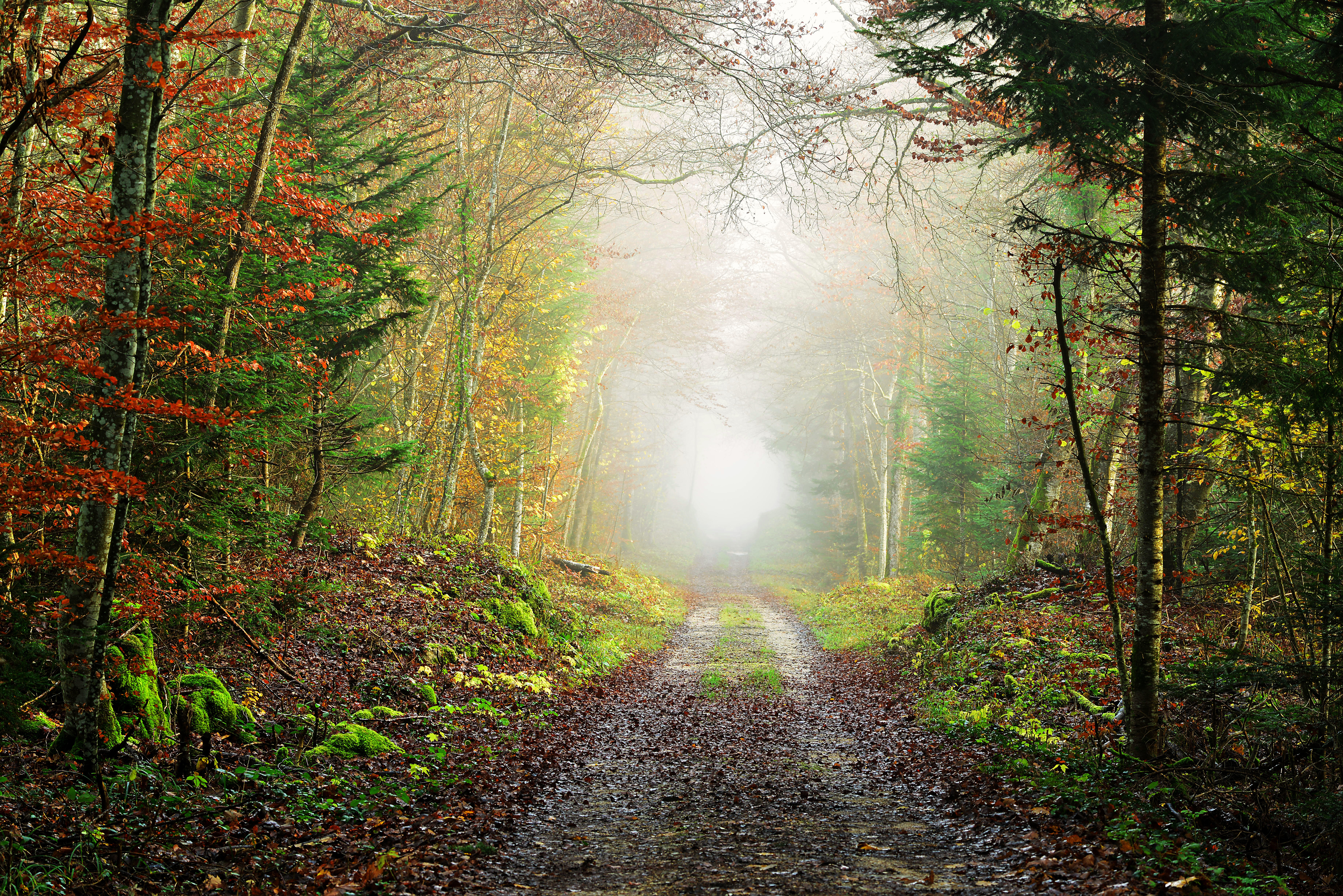 Wallpapers landscapes forest path trees on the desktop