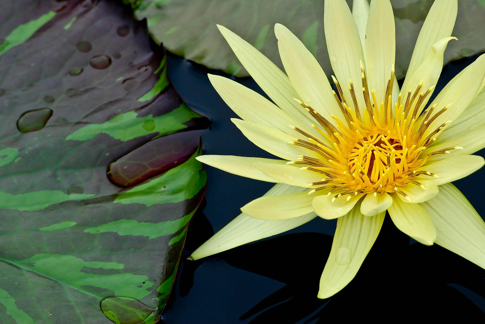 Wallpapers water lily yellow leaves yellow petals on the desktop