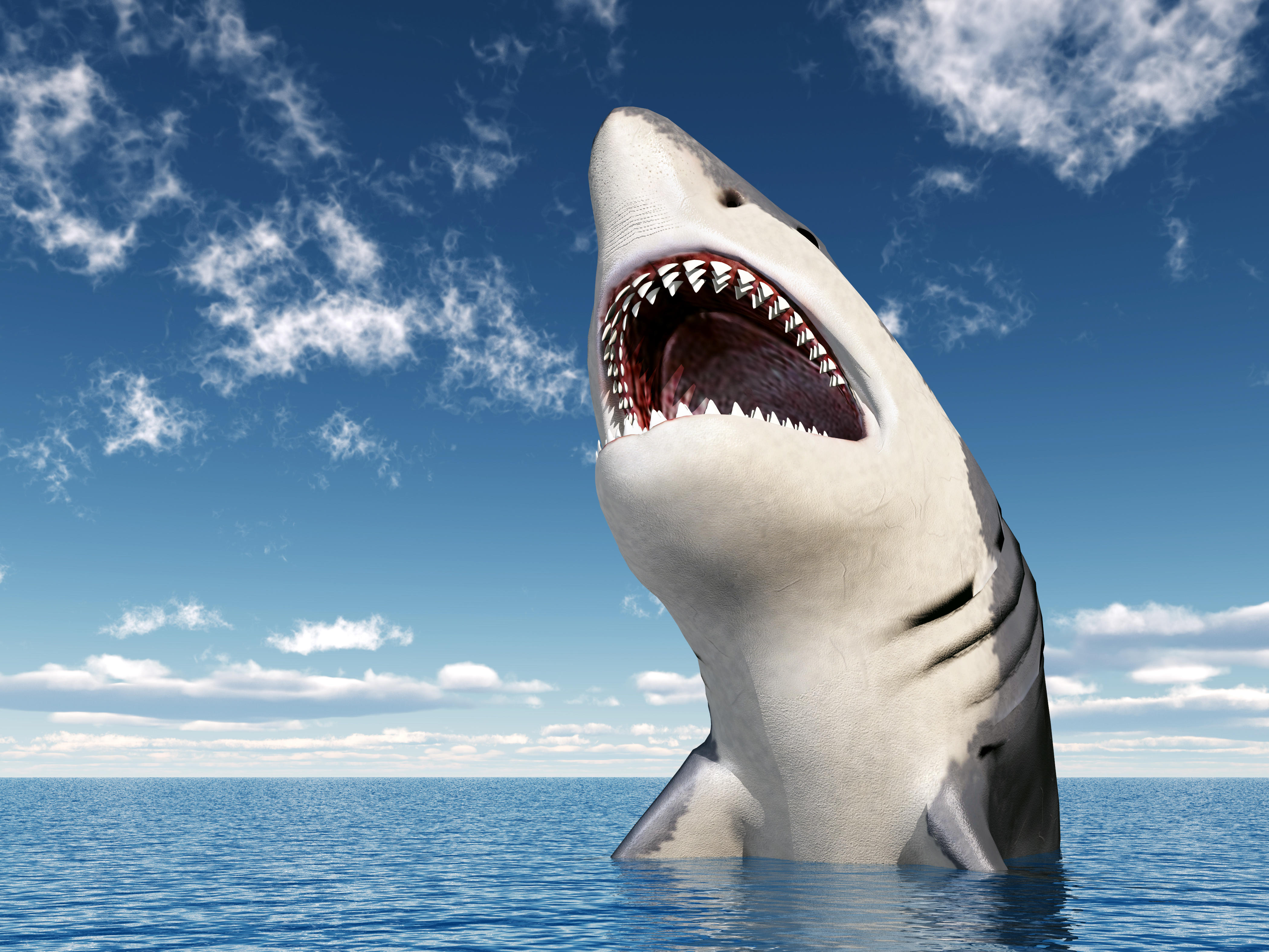 Wallpapers shark predator art on the desktop