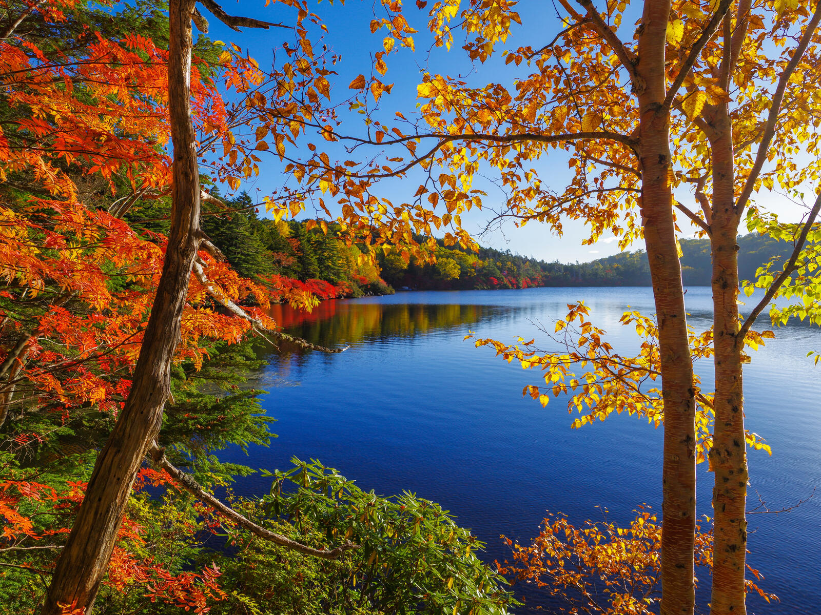 Wallpapers autumn forest pond trees on the desktop