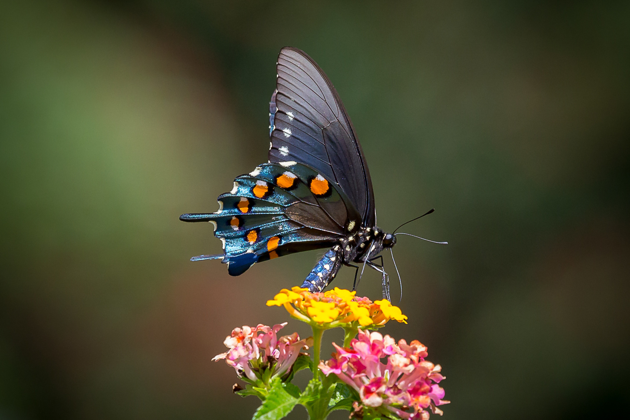 Wallpapers insect flower black butterfly on the desktop