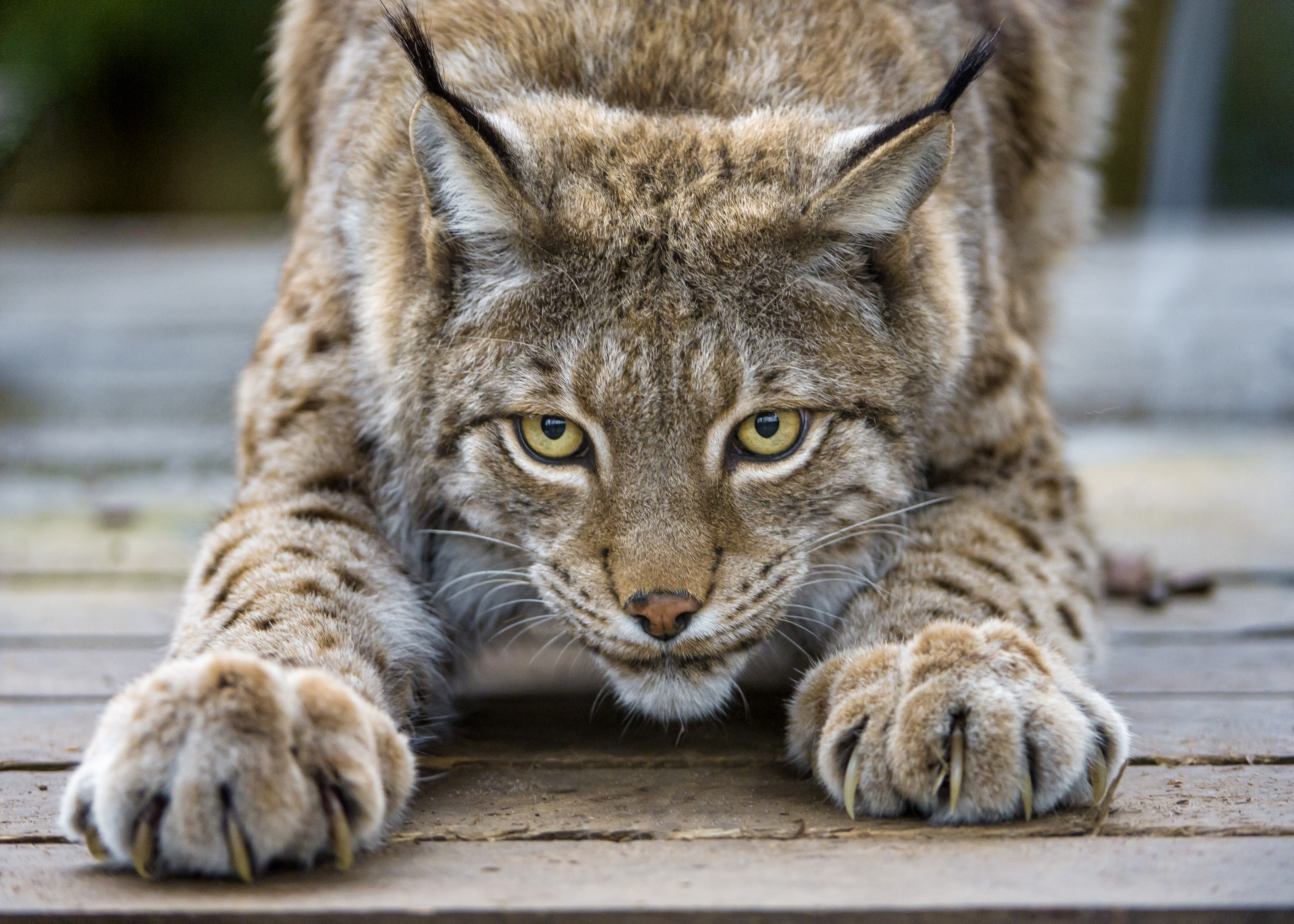 Wallpapers animals nature lynx on the desktop