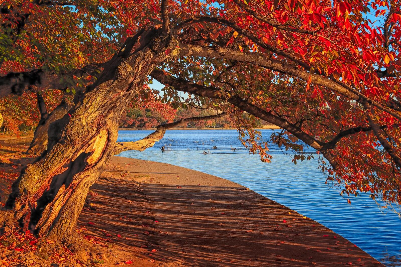 桌面上的壁纸华盛顿 哥伦比亚县潮汐盆地区 秋季