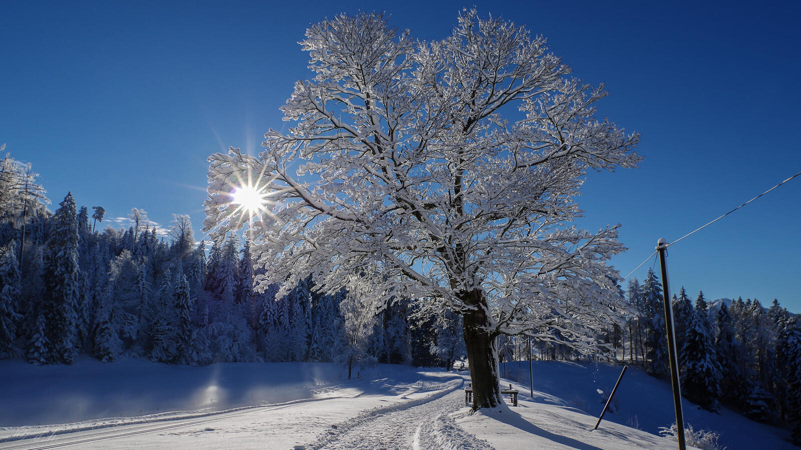 Обои зима одинокое дерево деревья на рабочий стол