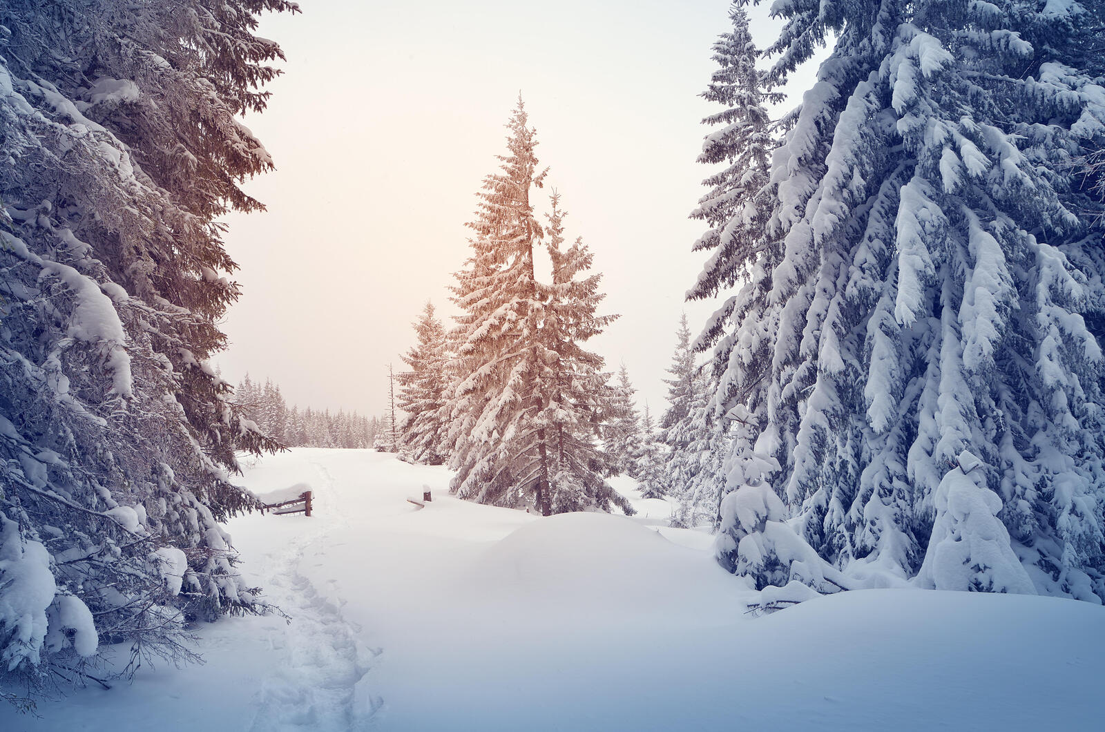 Wallpapers trees path snowdrifts on the desktop
