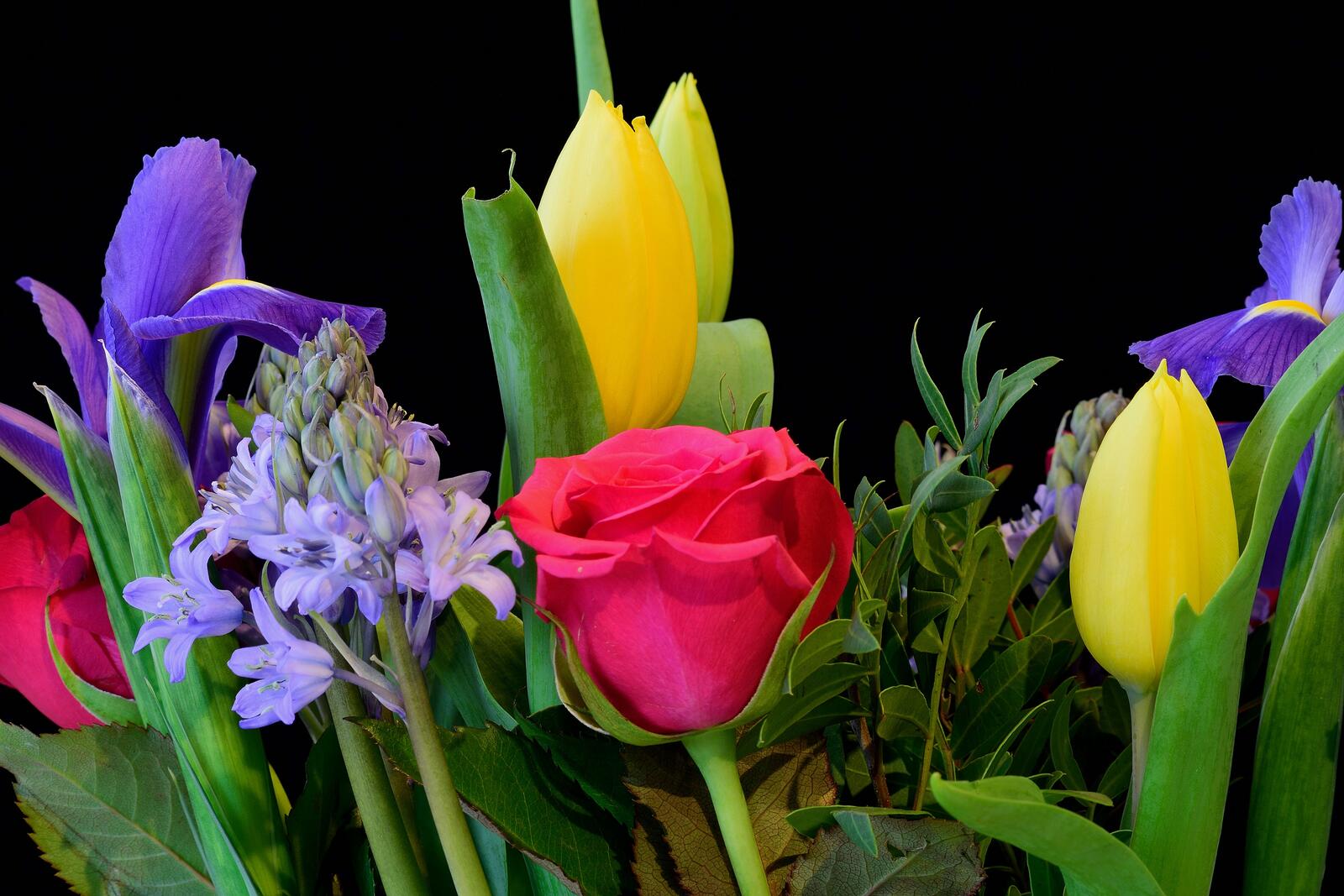 Обои роза тюльпаны гиацинт на рабочий стол