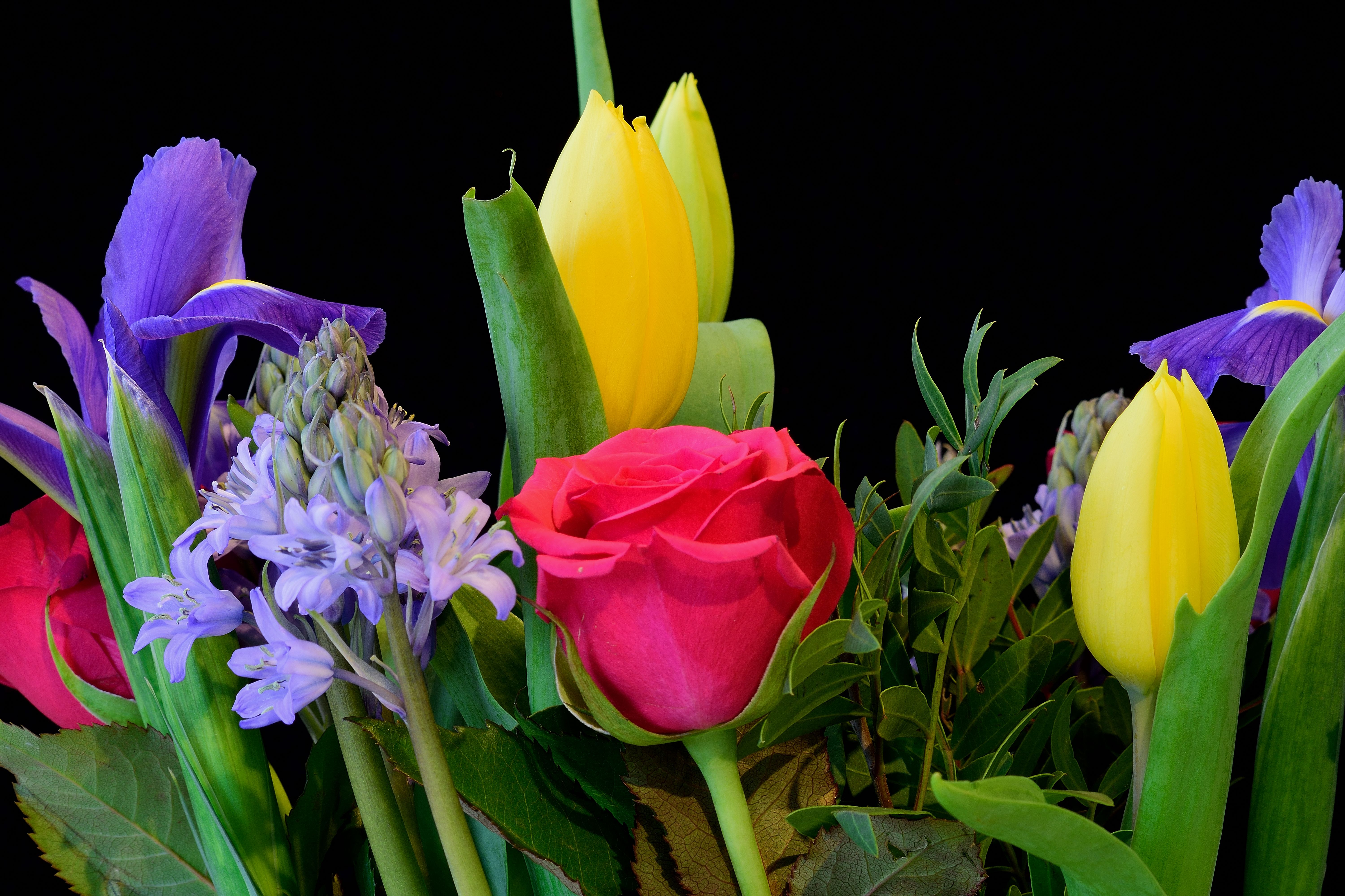 Wallpapers rose tulips hyacinth on the desktop