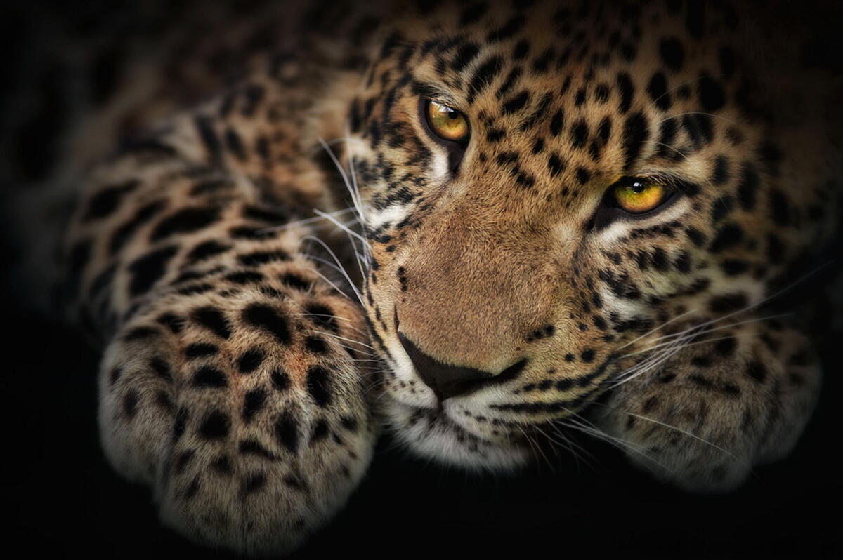 Портрет леопарда на черном фоне