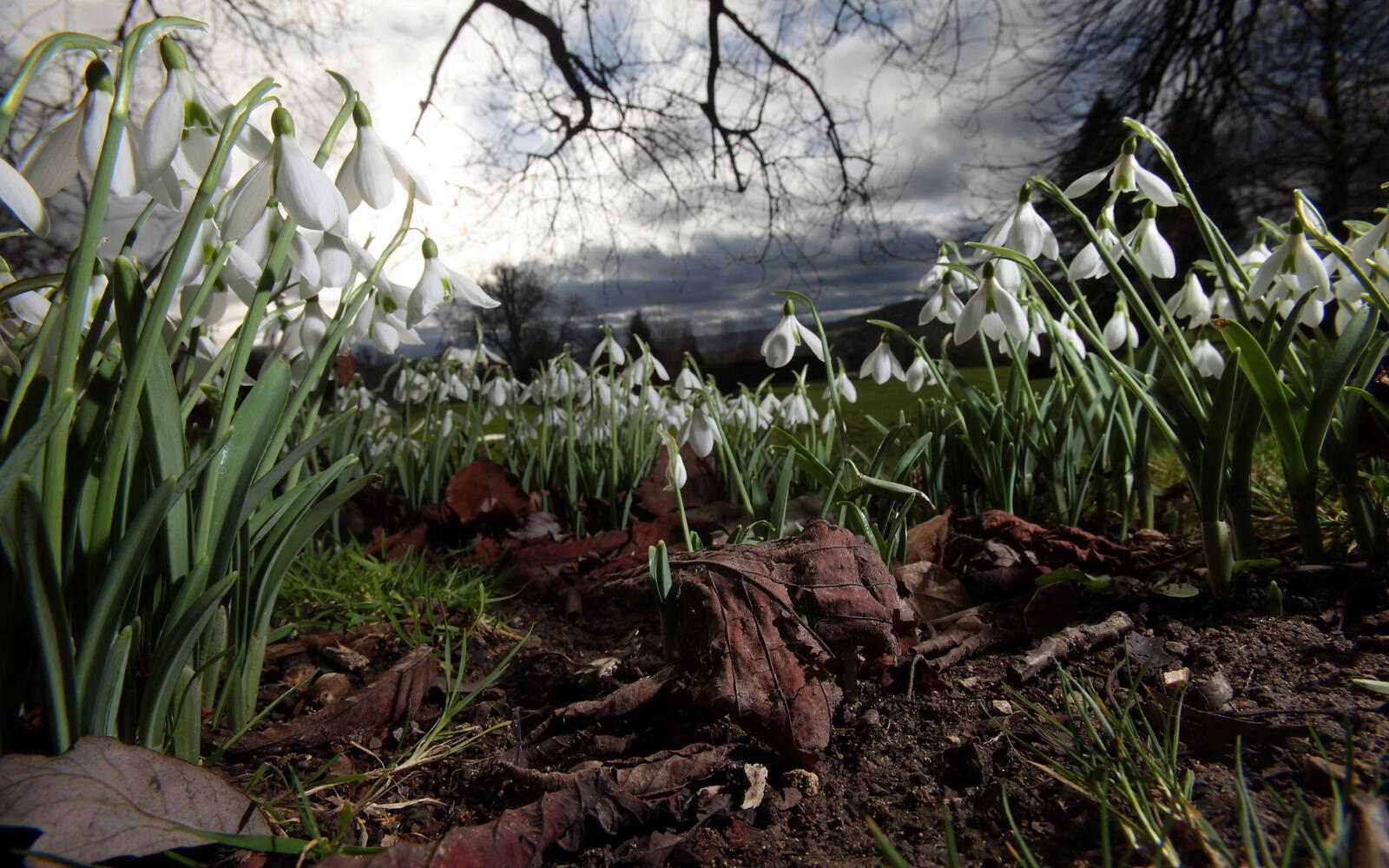 Wallpapers snowdrops night flowers on the desktop
