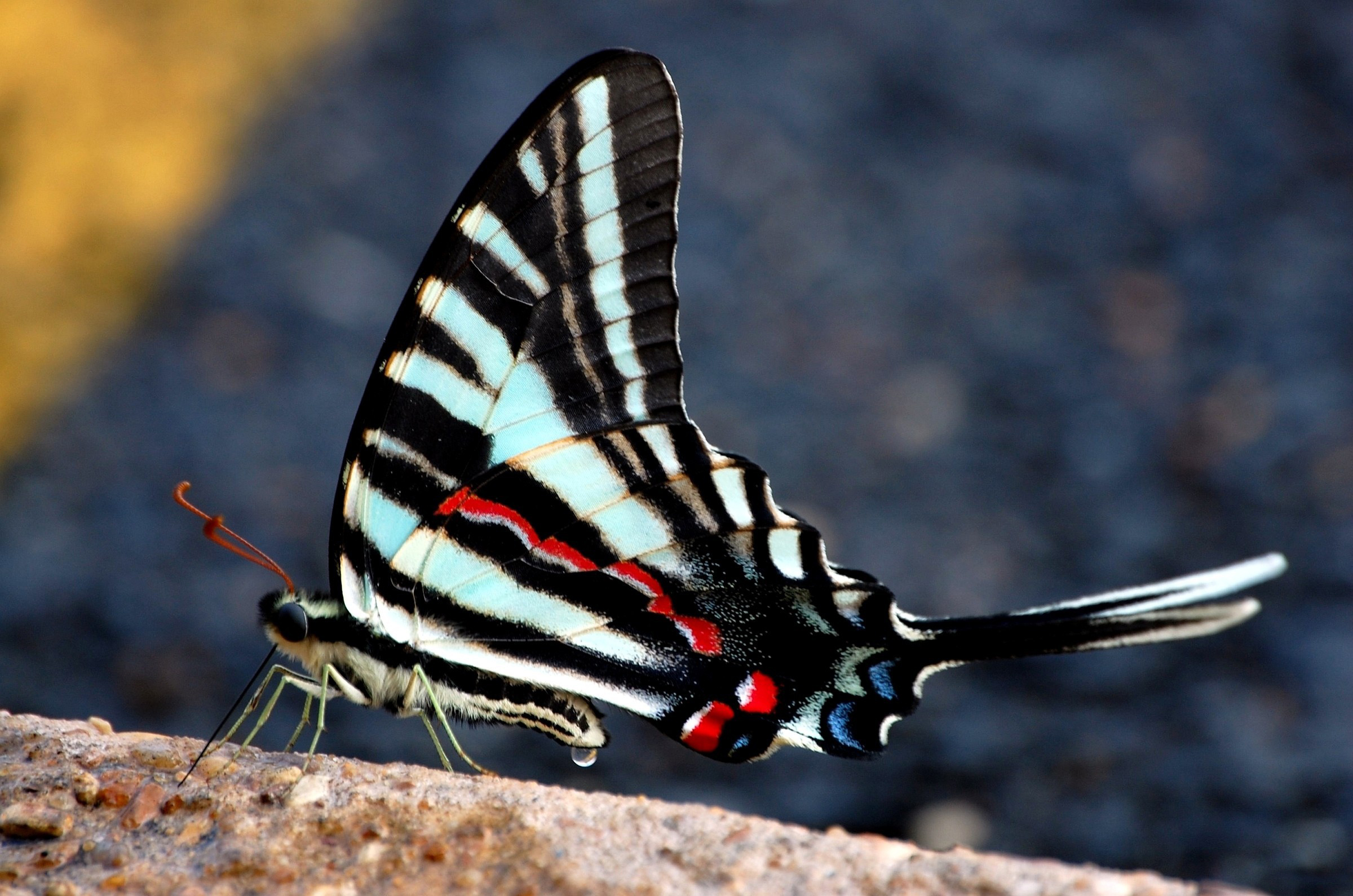 Бабочка с черно-красными крыльями скачать