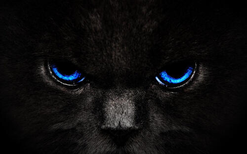 Синий кот черный