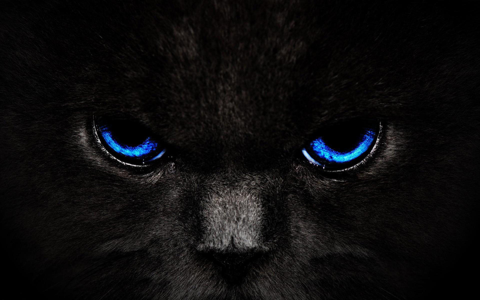 Wallpapers blue cat black on the desktop