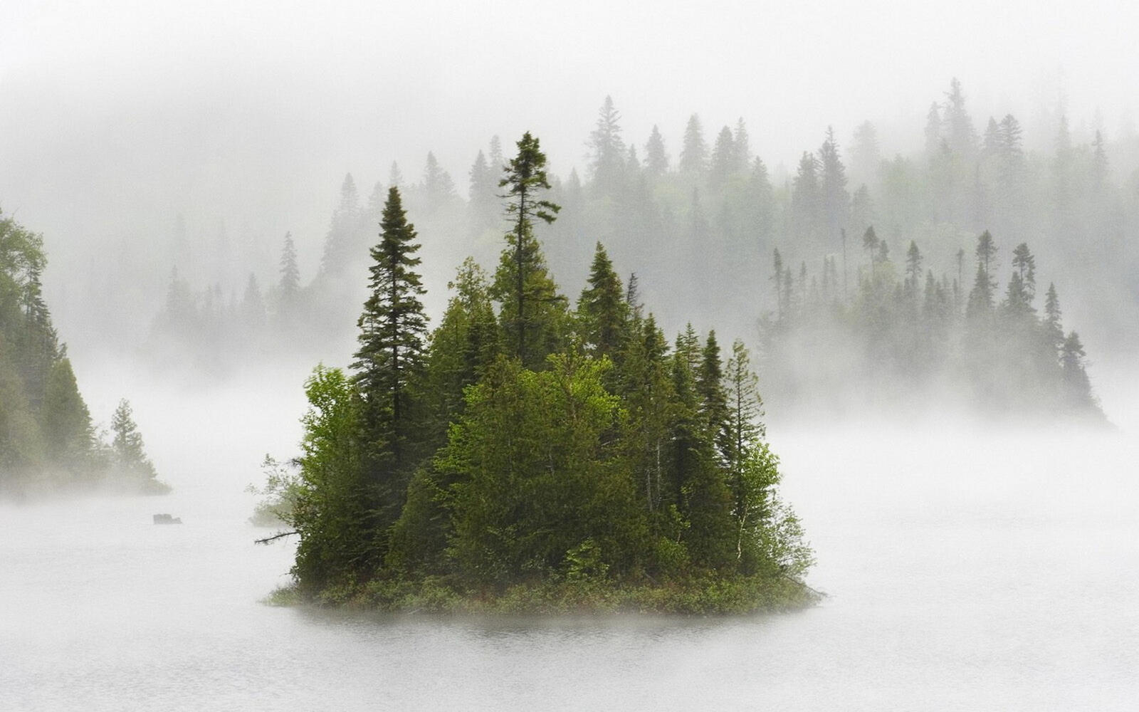 Wallpapers forest fir trees fog on the desktop