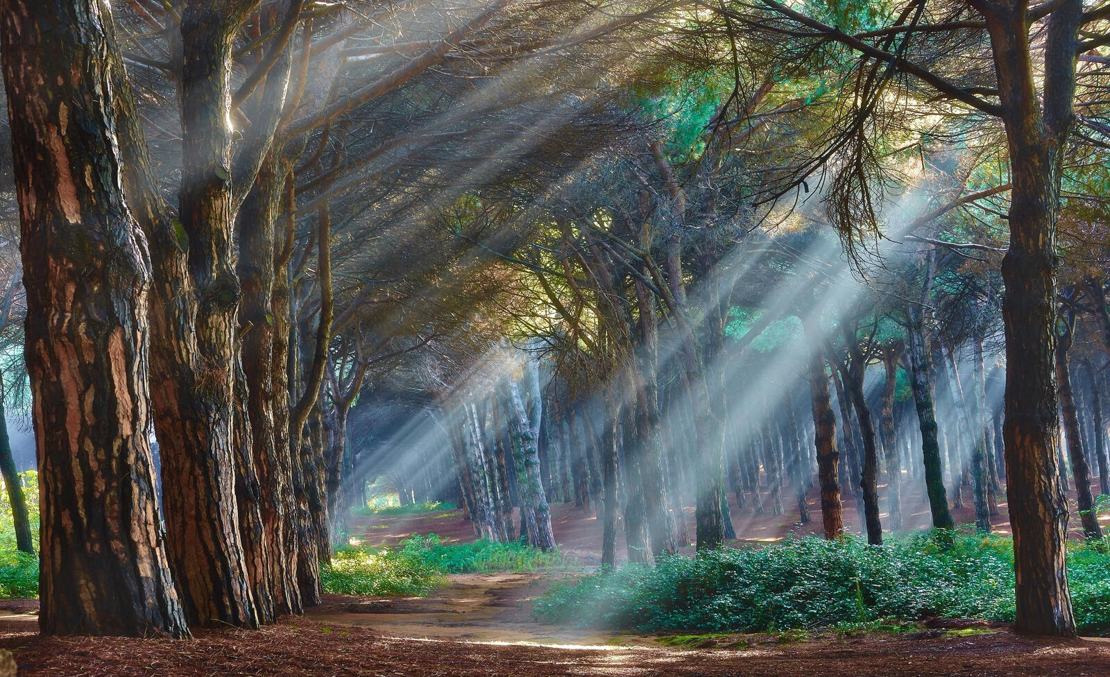 Wallpapers forest rays light on the desktop