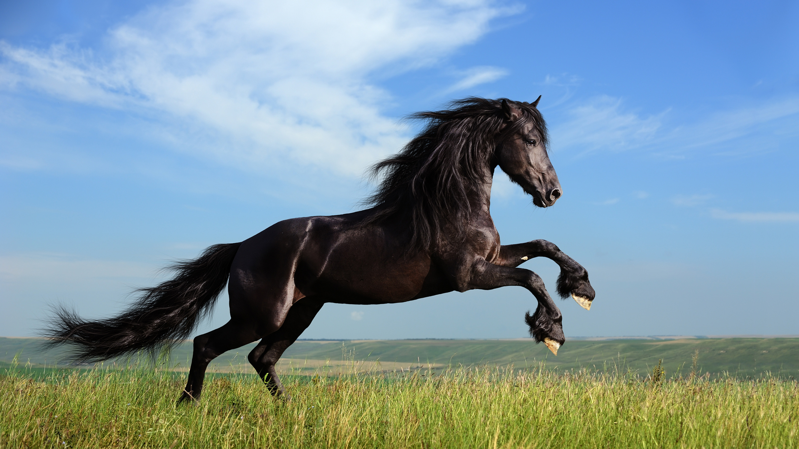 Фото бесплатно лошадь, поле, трава