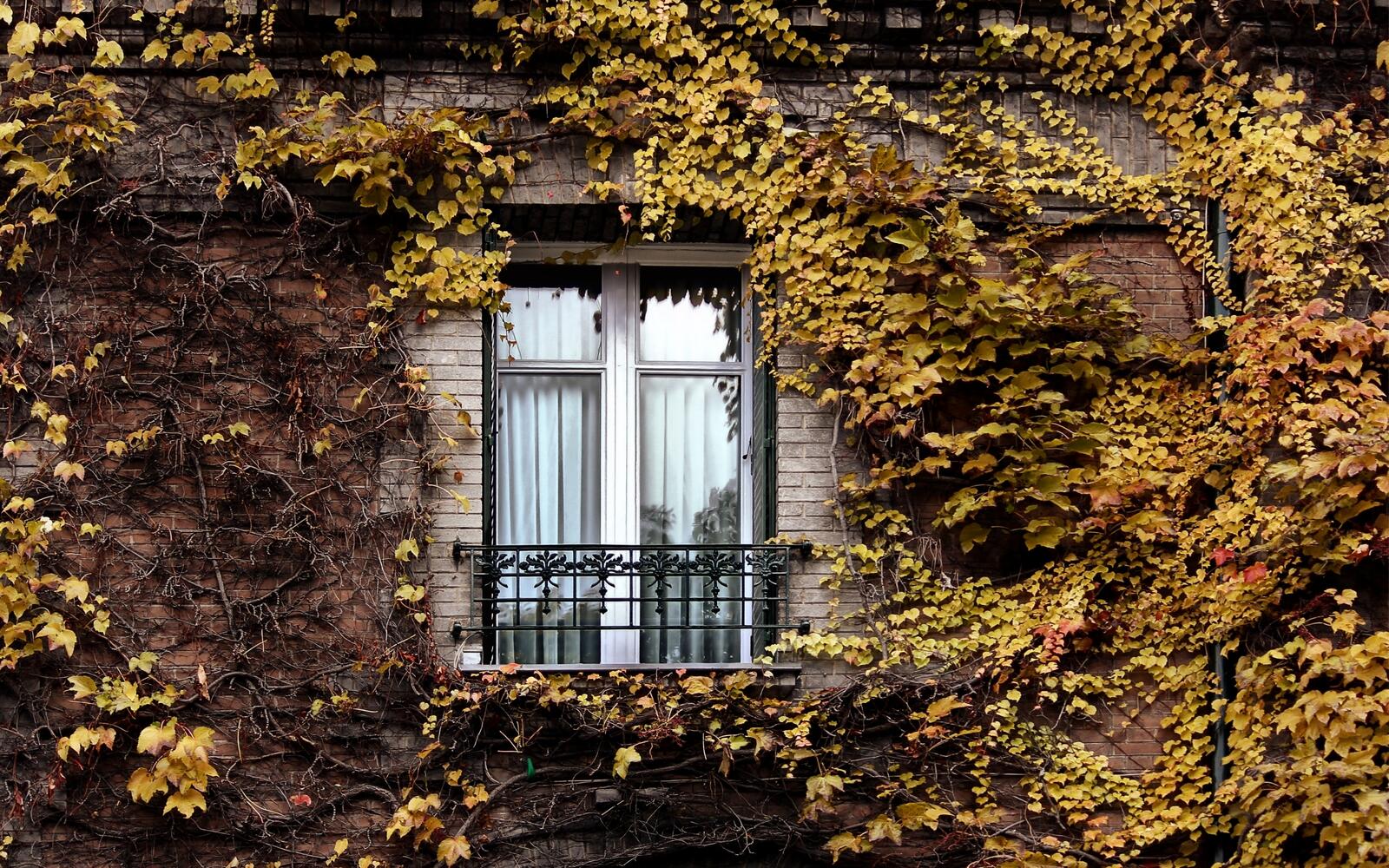 Обои окно дом листья на рабочий стол