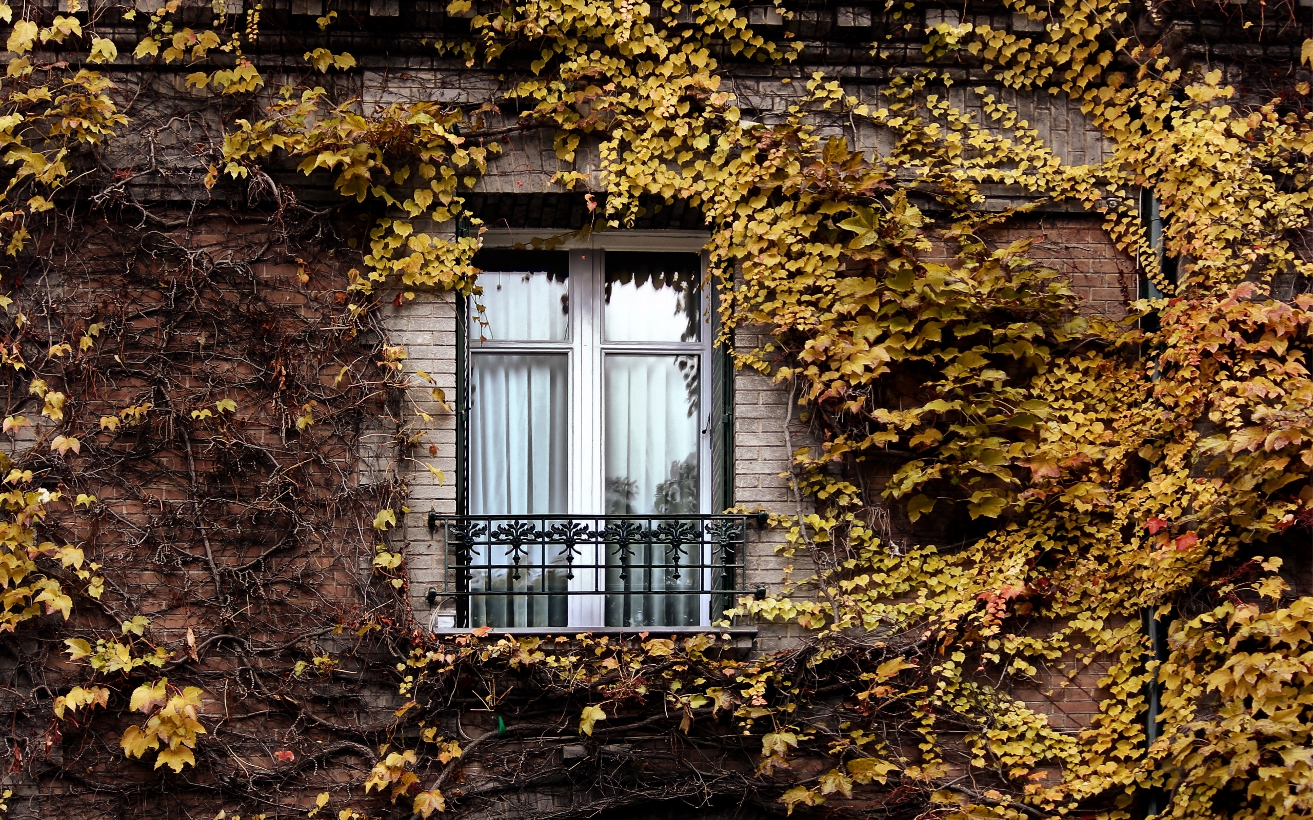 Фото бесплатно окно, дом, листья