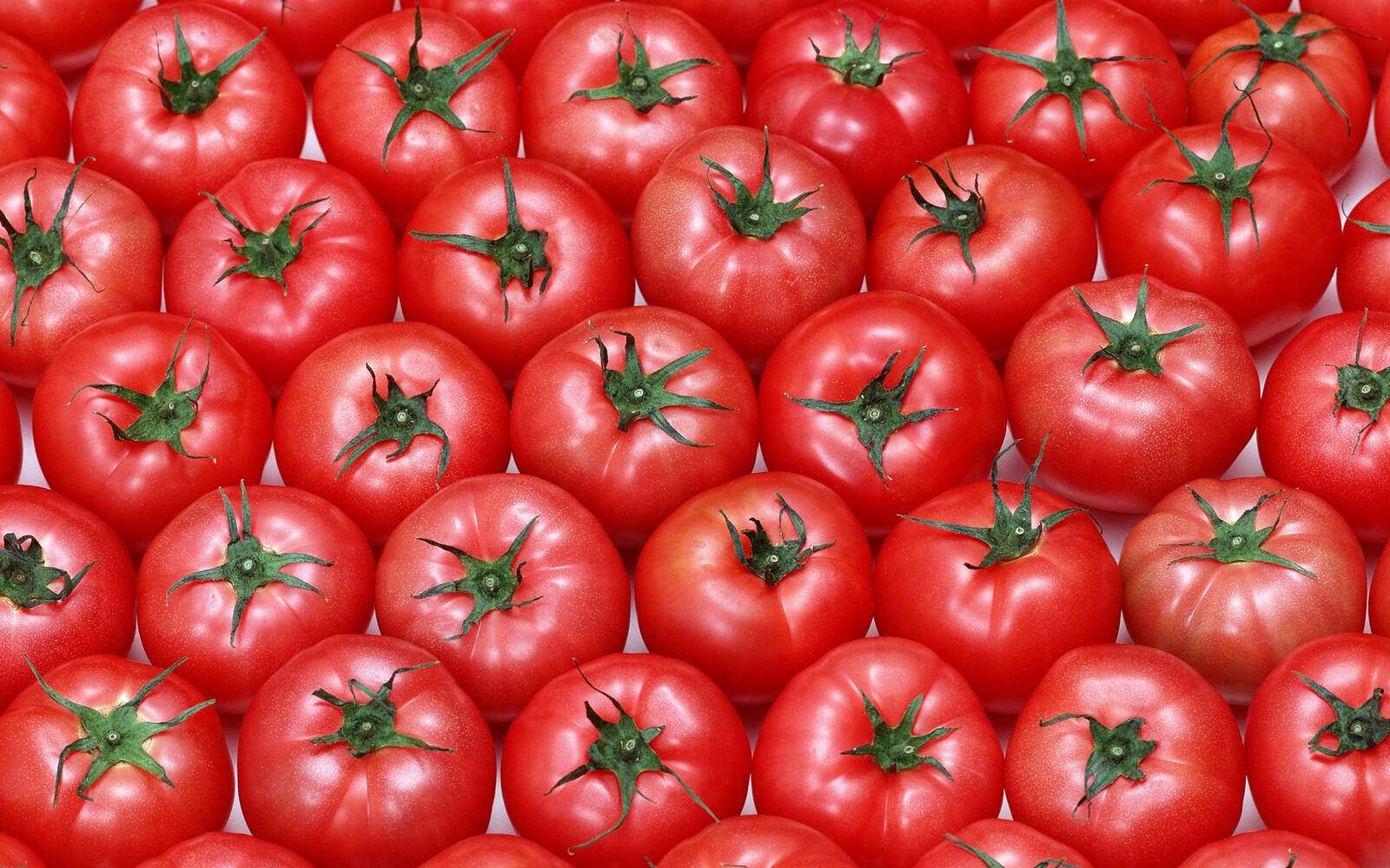 Wallpapers tomatoes red many on the desktop