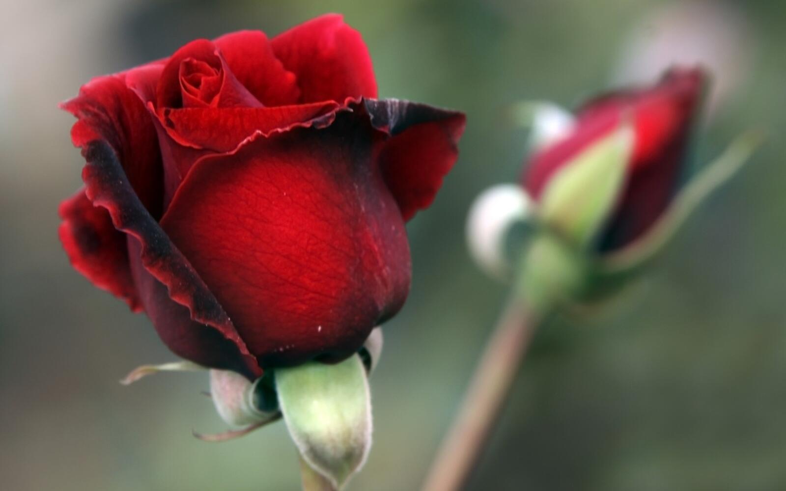 Обои роза украшение растение на рабочий стол