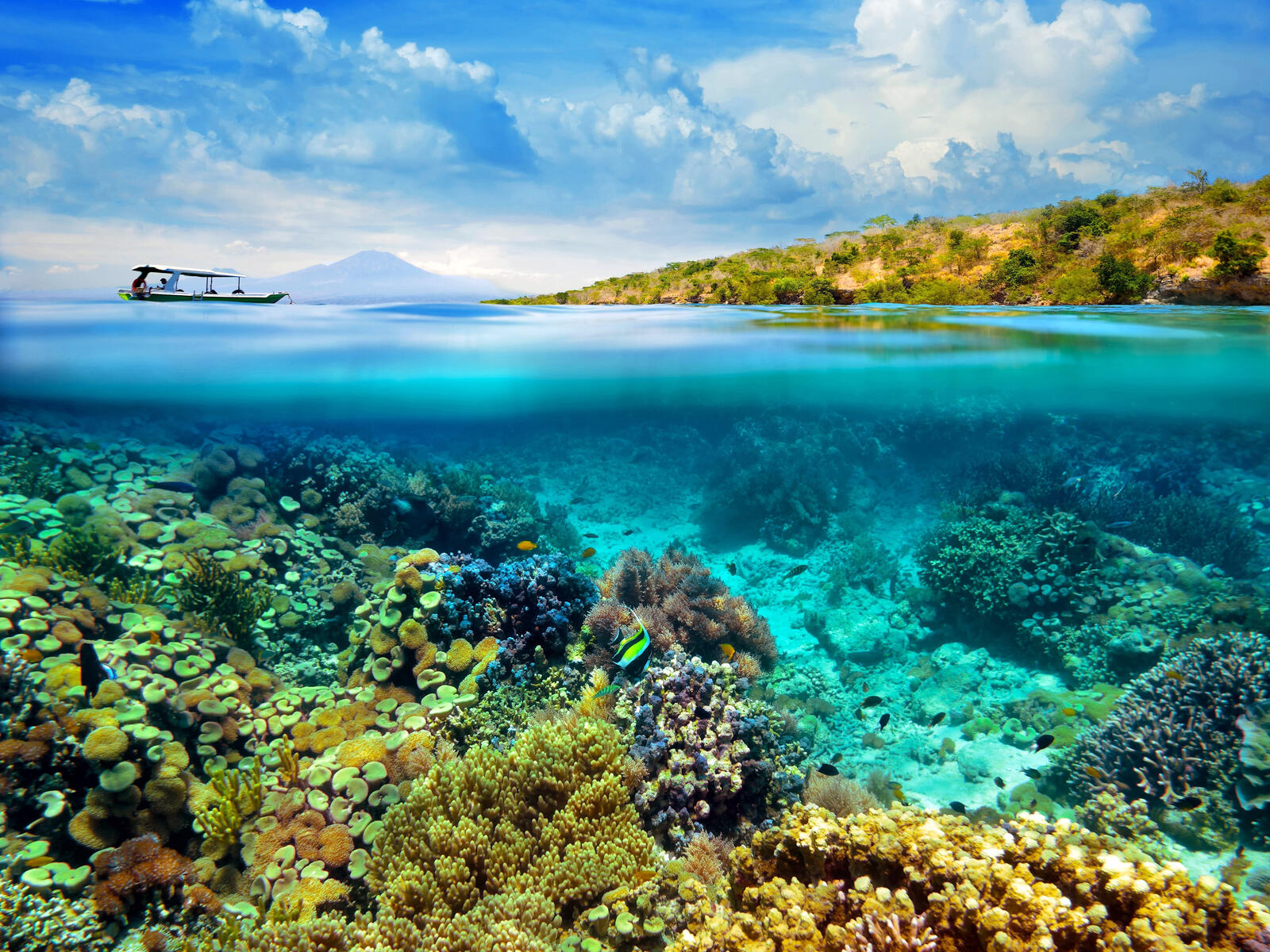 Wallpapers tropics sea underwater world on the desktop