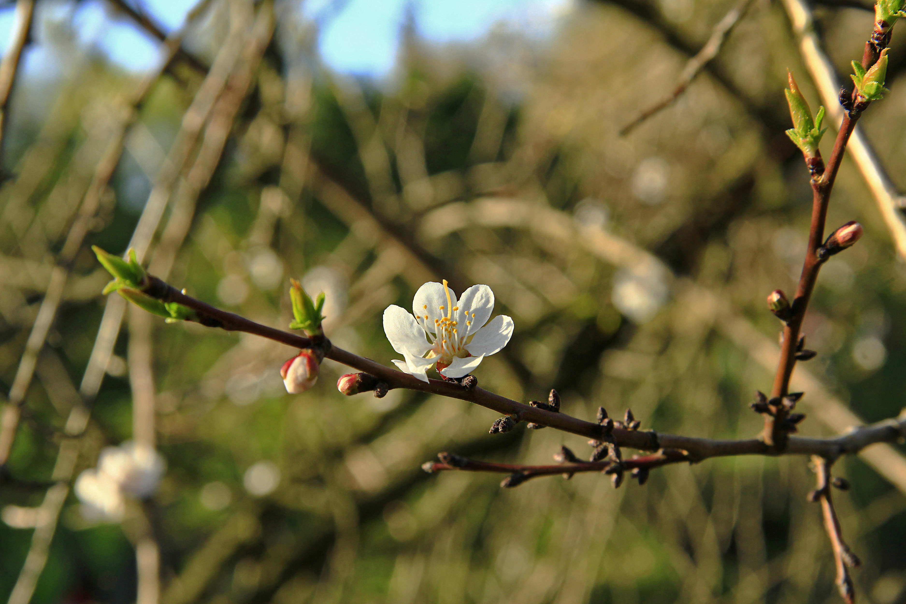 Фото бесплатно цветы, вишня, сакура