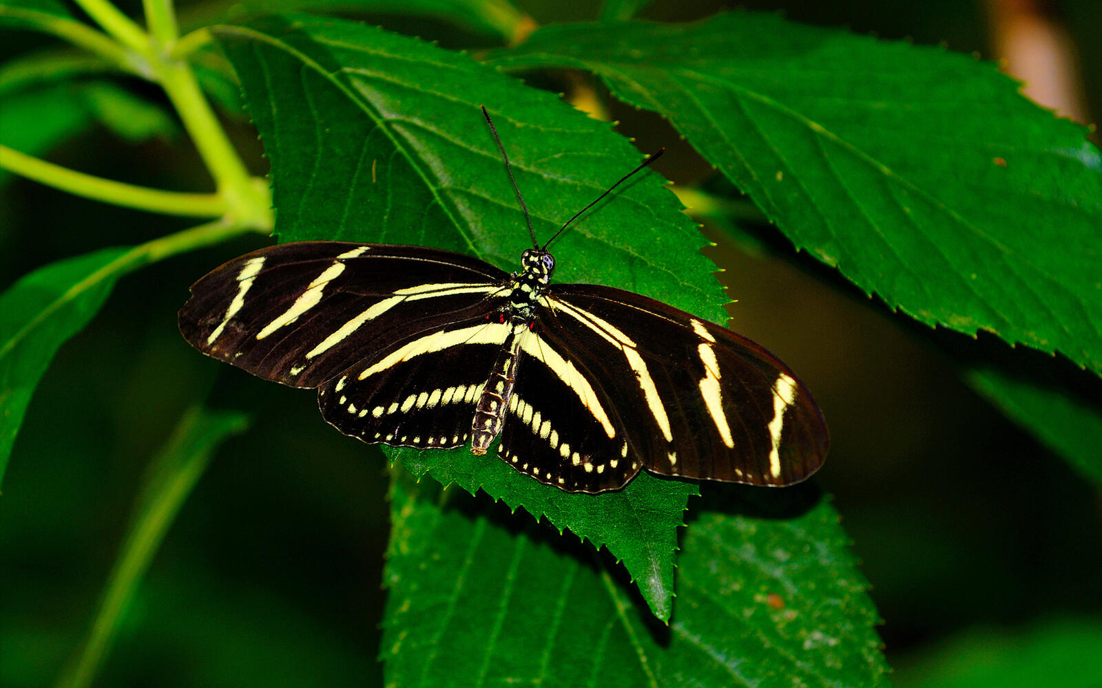 Wallpapers butterfly wings coloring on the desktop