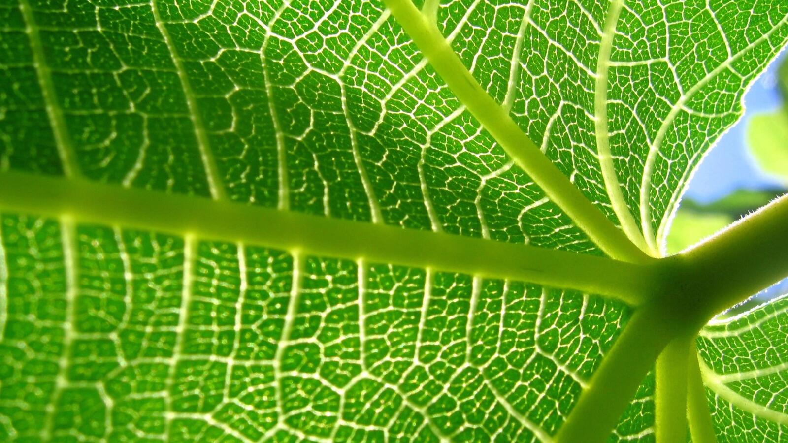 Wallpapers leaf green sun on the desktop
