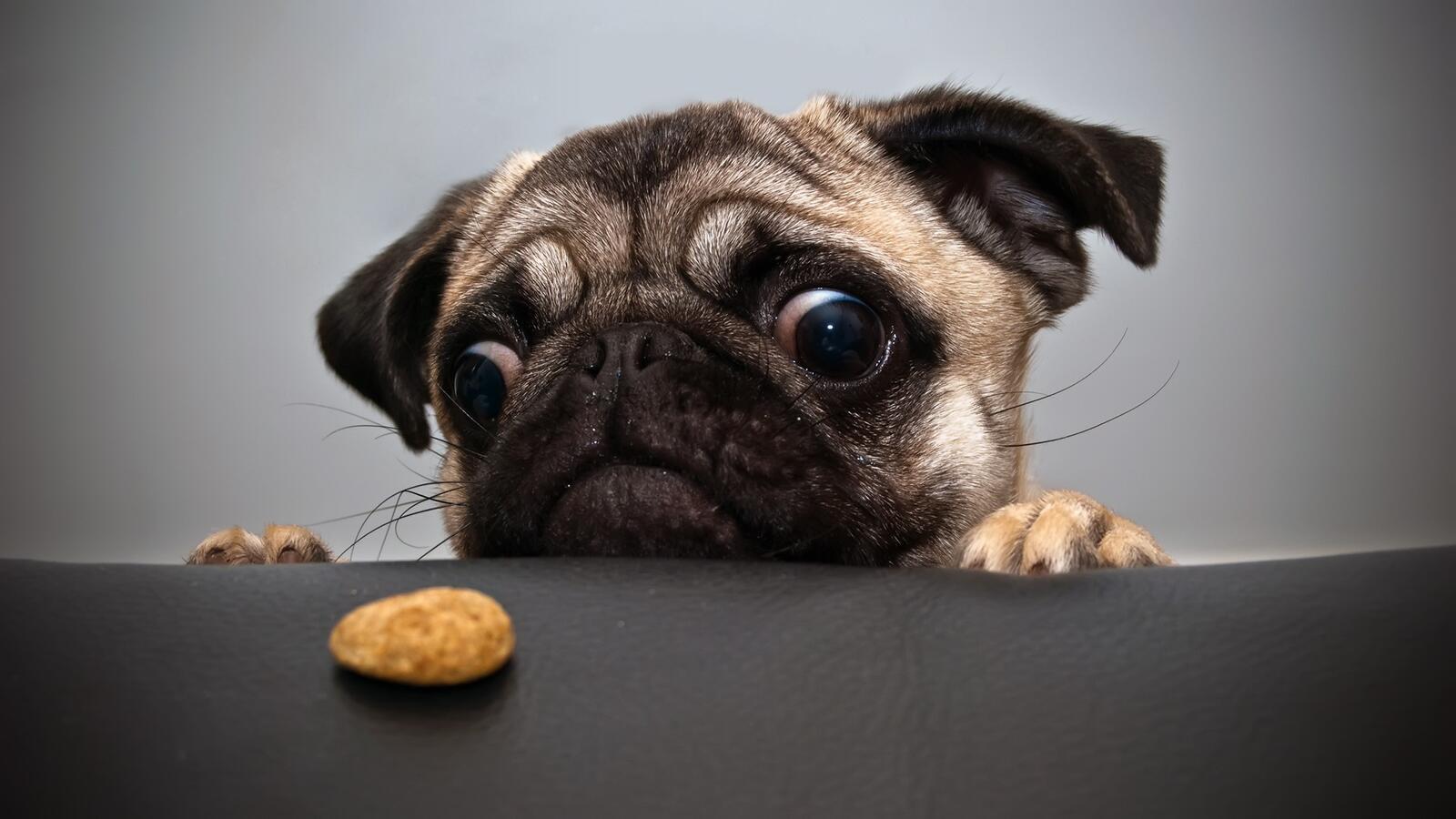 Wallpapers dog eyes cookies on the desktop