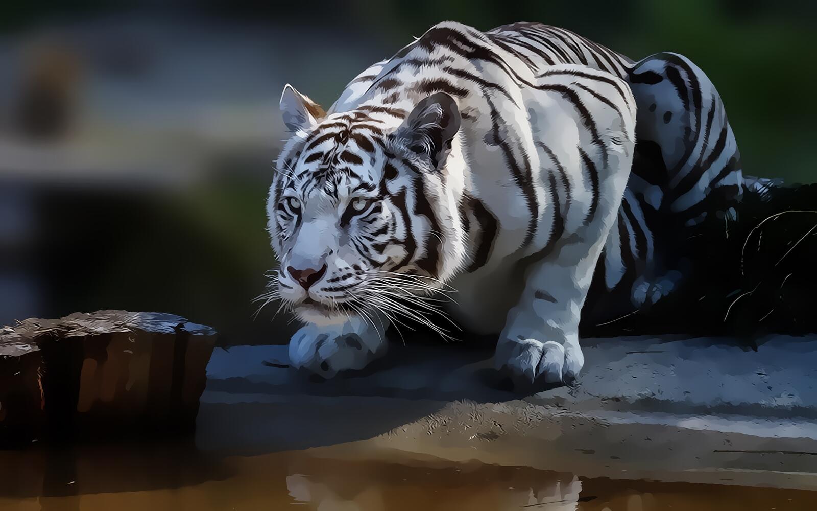 Обои тигр бенгальский хищник на рабочий стол