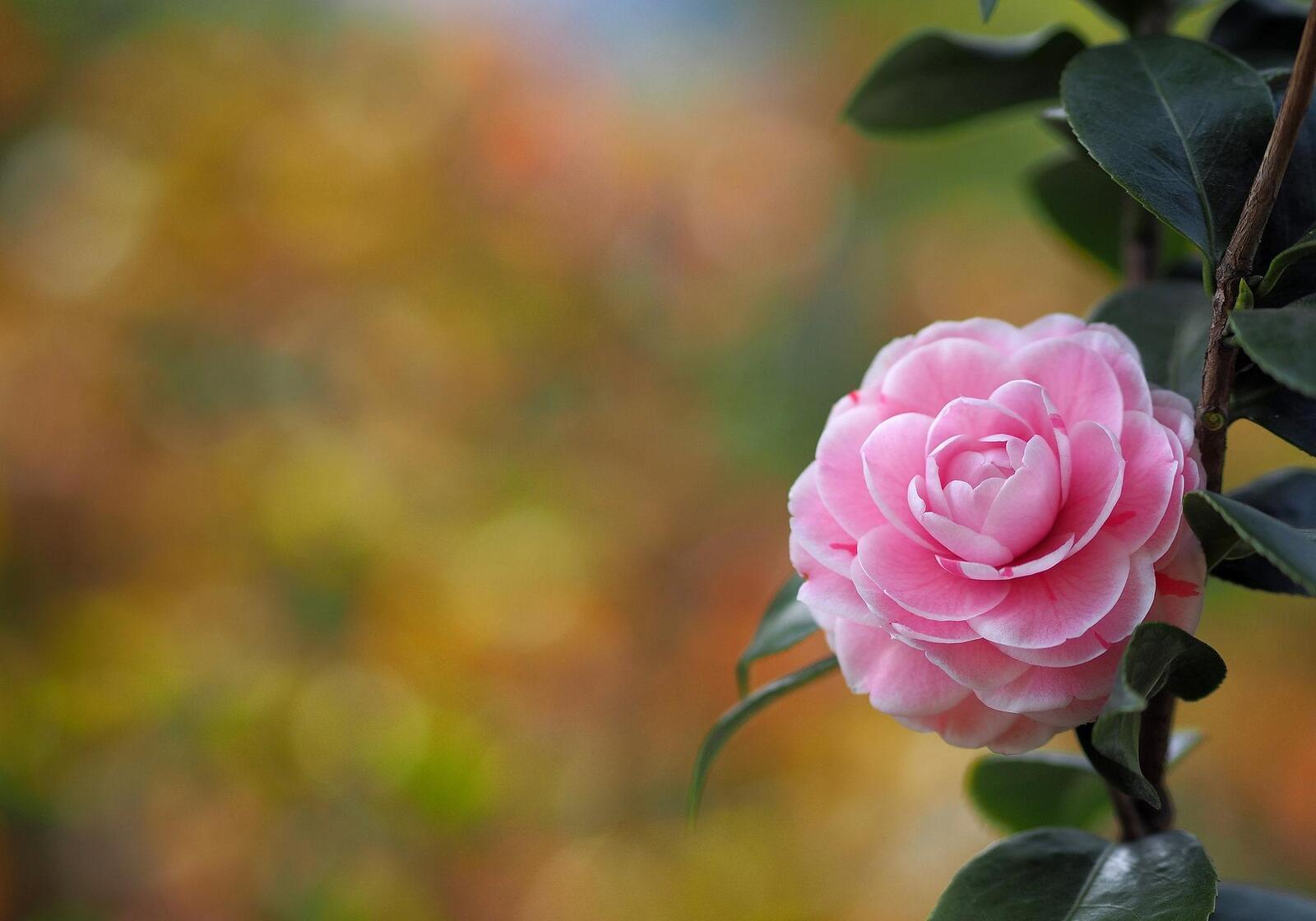 Wallpapers witch camellia floral on the desktop