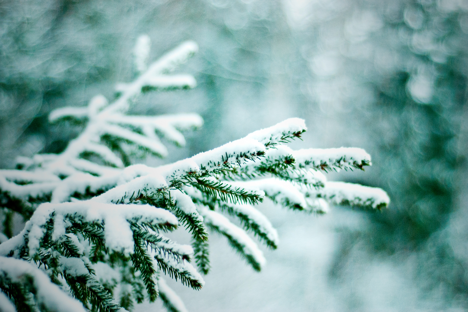 Зима Фото Ветки