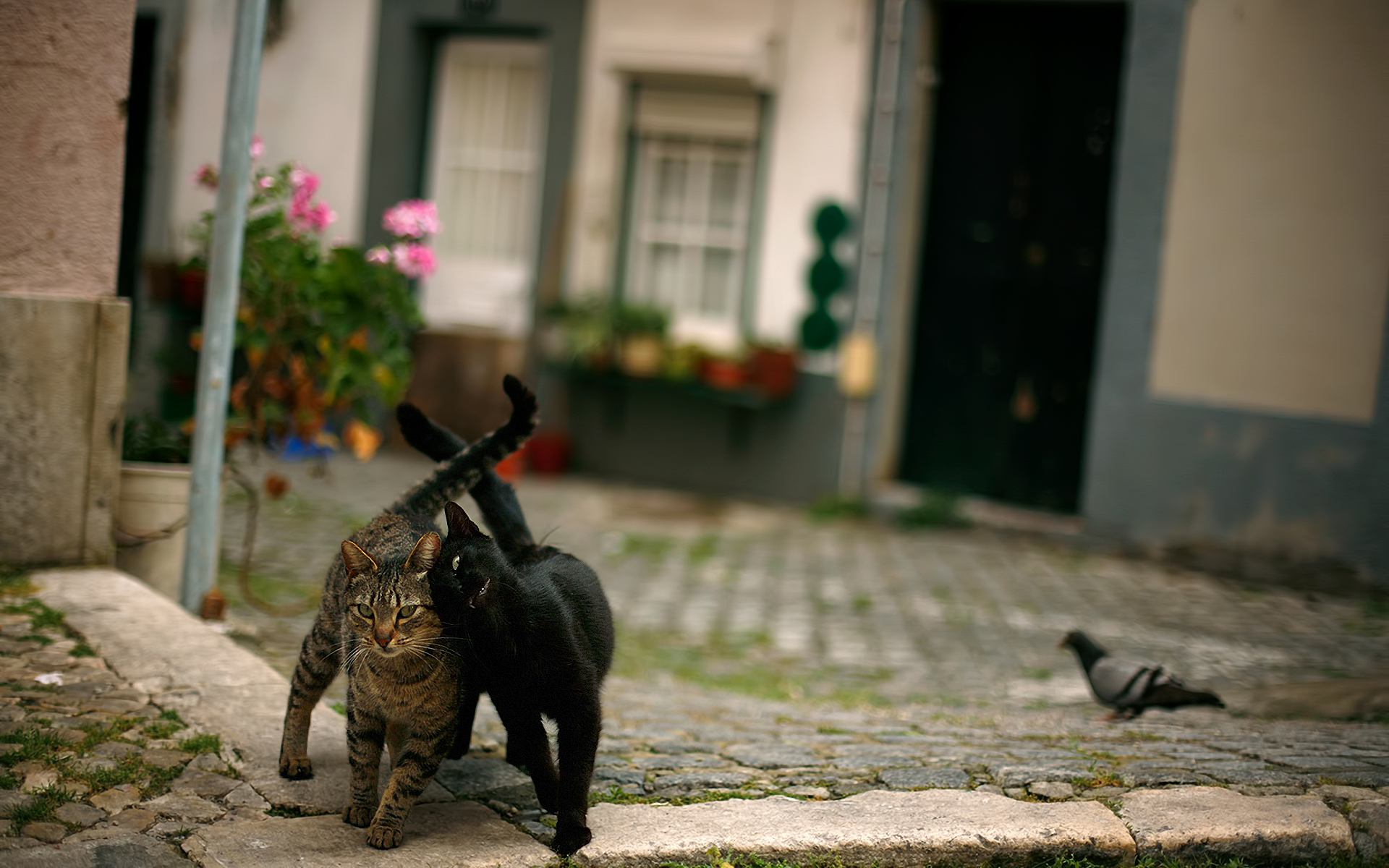 Фото бесплатно два кота, идут, по улице
