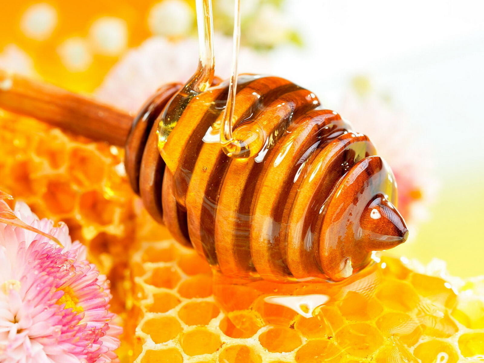 Wallpapers honey flower hive on the desktop