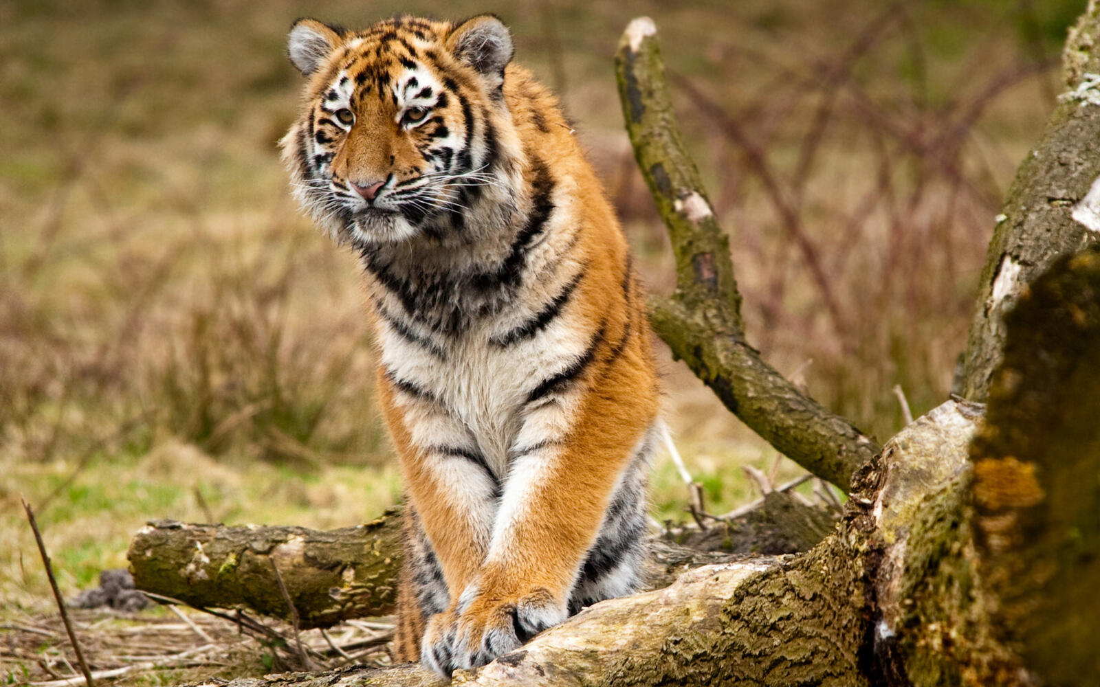 Бесплатное фото Тигр с загадочным взглядом