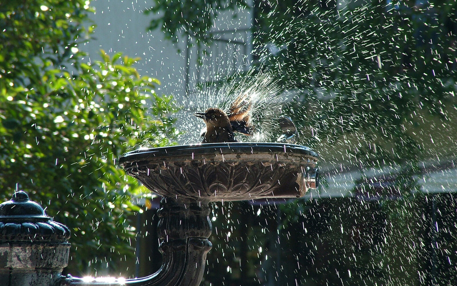 Wallpapers sparrow fountain washed on the desktop