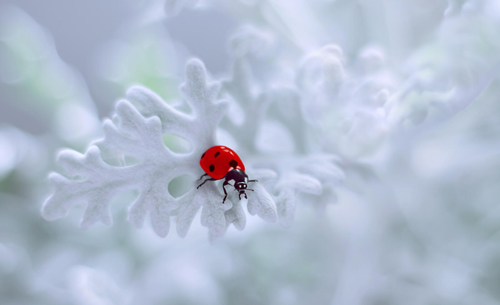 Wallpapers insects ladybug macro on the desktop