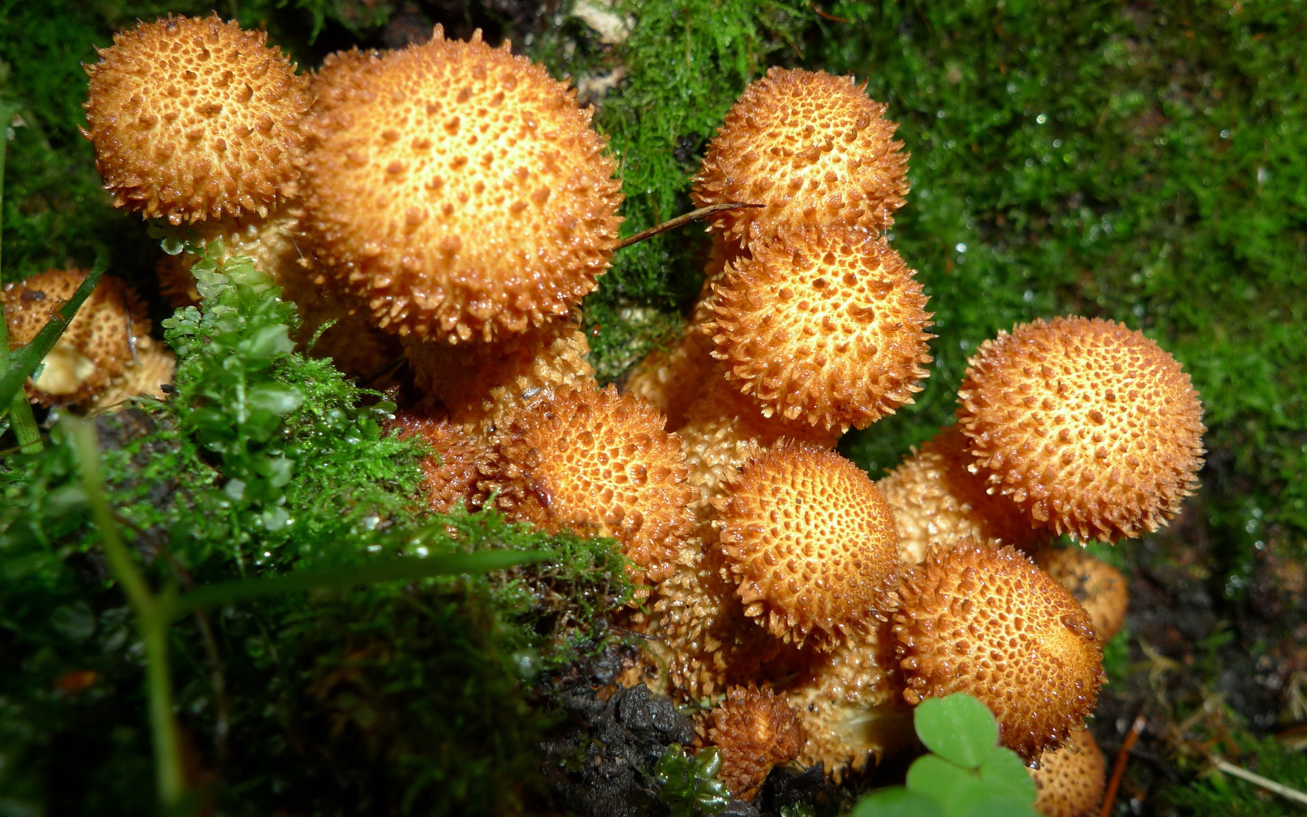 Фото бесплатно грибы, кучка, лес