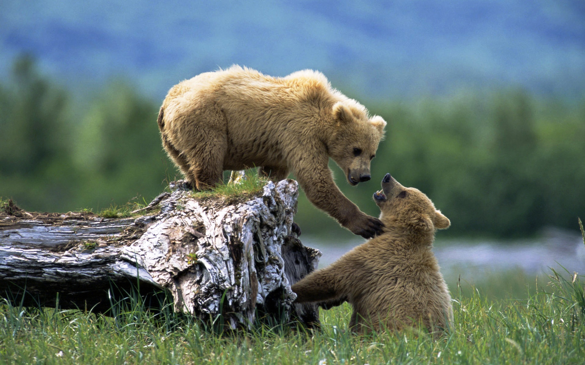 Фото бесплатно медведь, бурые, двое