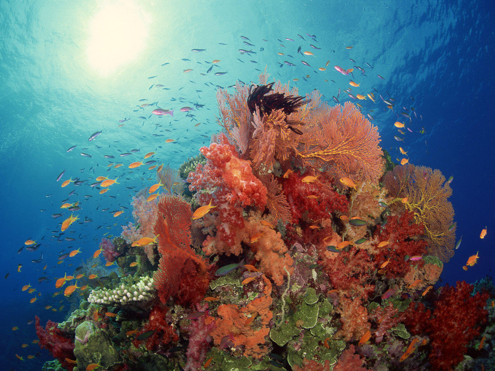 море риф кораллы
