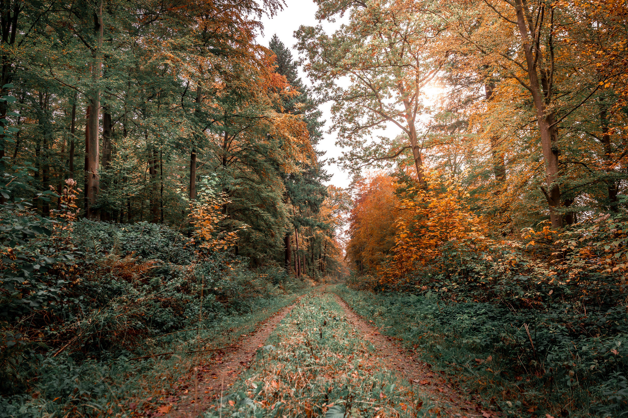Фото бесплатно гравийная дорога, деревья, грунтовая дорога