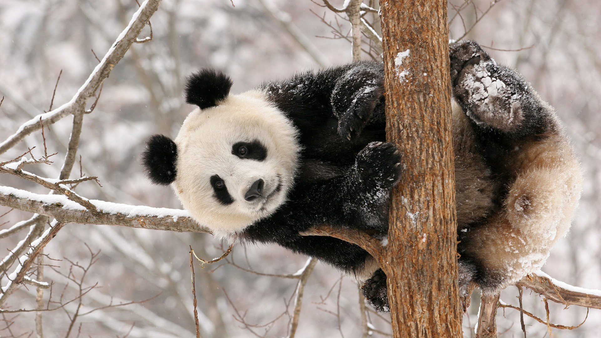Обои панда медведь дерево на рабочий стол