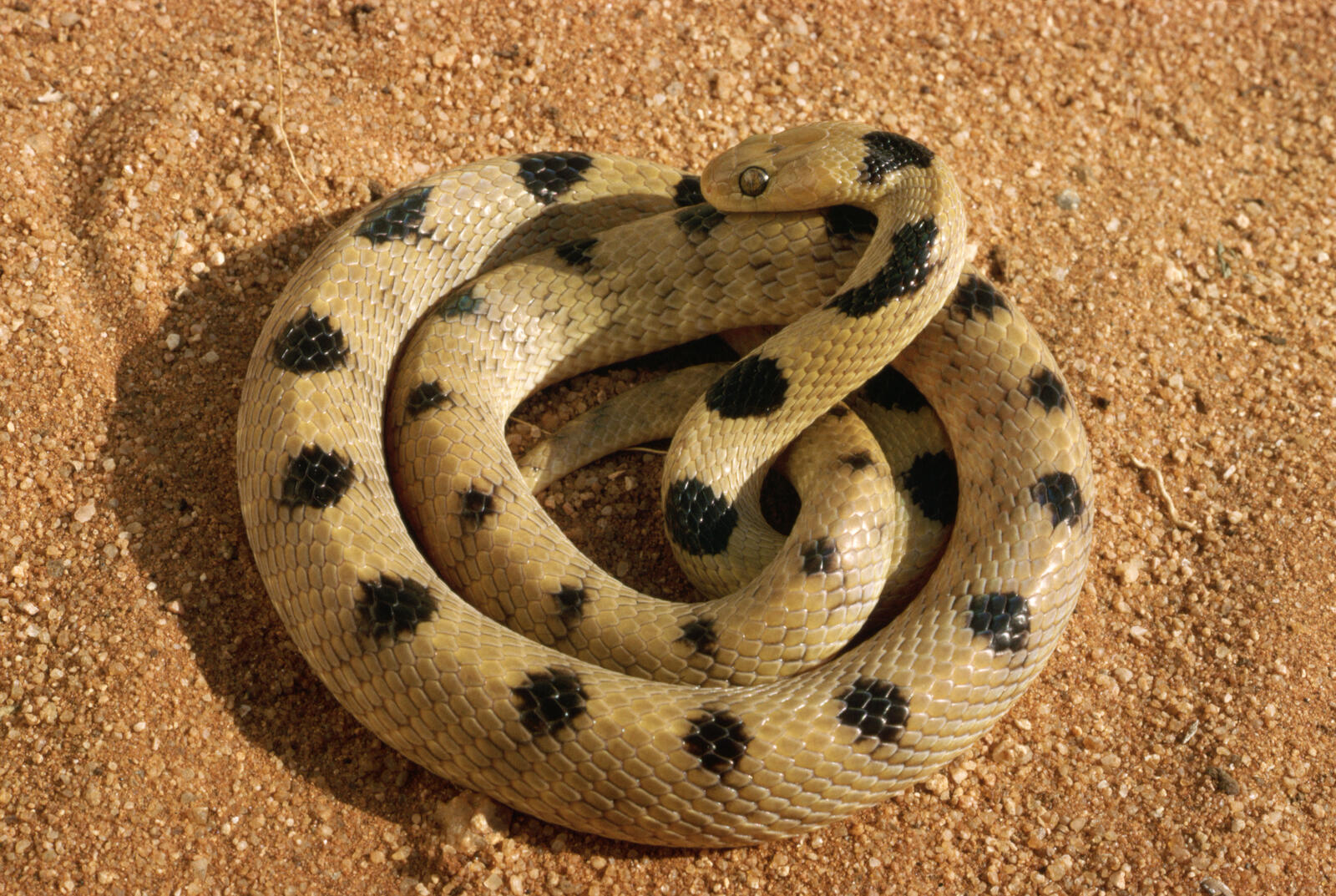 免费照片一条花斑蛇在沙地上蜷成一圈