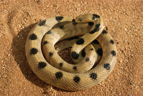 A spotted snake curled up in a ring on the sand